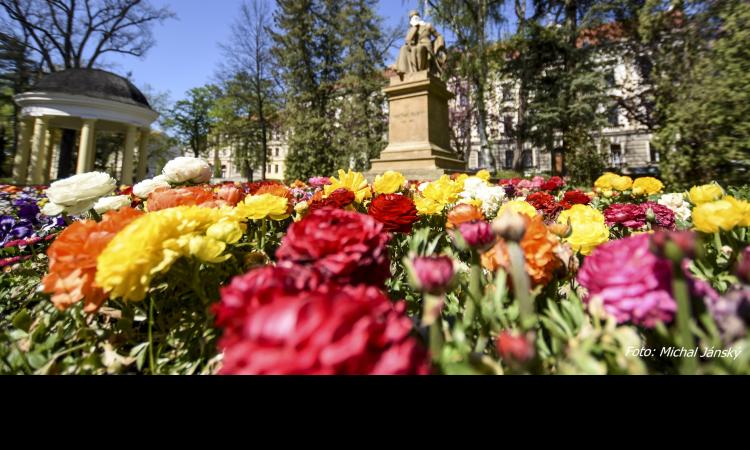 Obrázek k článku Písek má plán, jak dlouhodobě řešit dopravu a zeleň Obrázek k článku Písek má plán, jak dlouhodobě řešit dopravu a zeleň